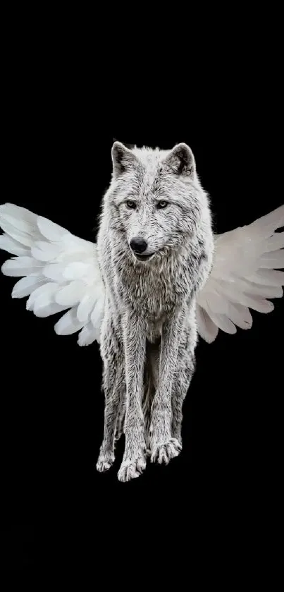 Winged wolf against a starry night sky, perfect for phone wallpaper.