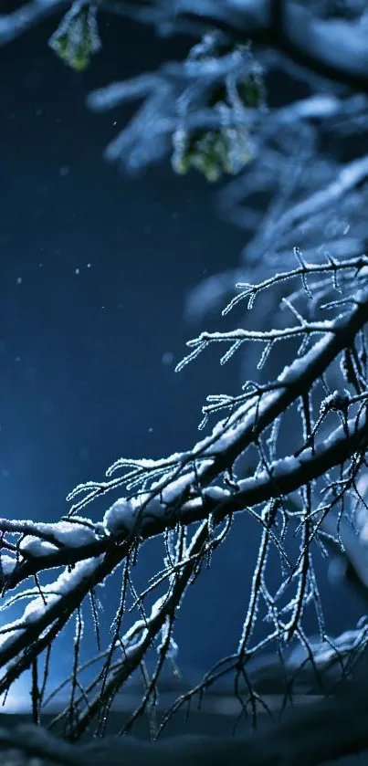 Snow-covered branches at night with dark blue sky backdrop.