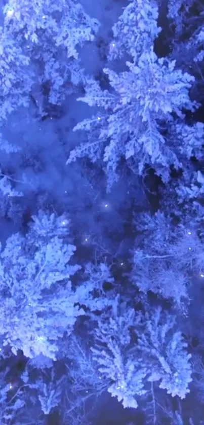 Snowy forest trees from above in winter.