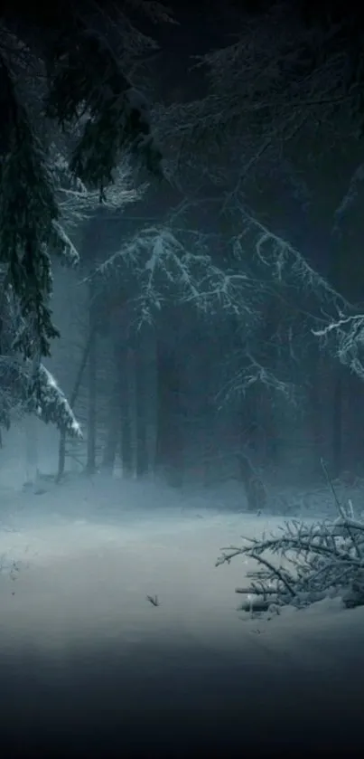 Snow-covered forest path under dark winter trees.