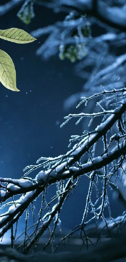 Snow-covered branches and green leaves in a mystical winter forest scene.