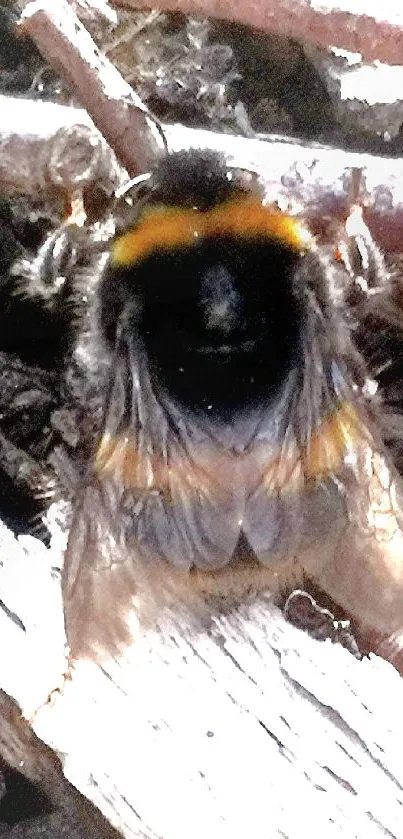 Closeup of a bumblebee on gray pebbles and twigs.