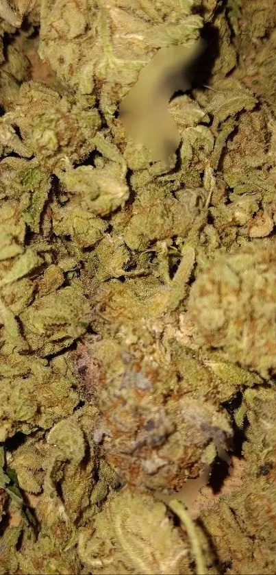 Close-up of cannabis leaves in a natural, earthy texture for mobile wallpaper.