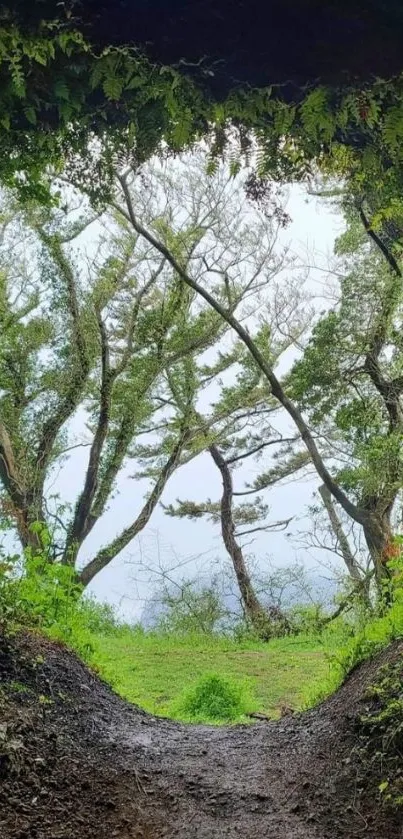 Nature scene with a cave frame overlooking a forest.