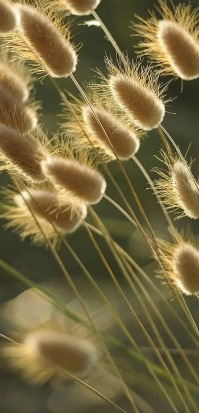 Close-up of sunlit fuzzy grass stems creating a natural and serene wallpaper.