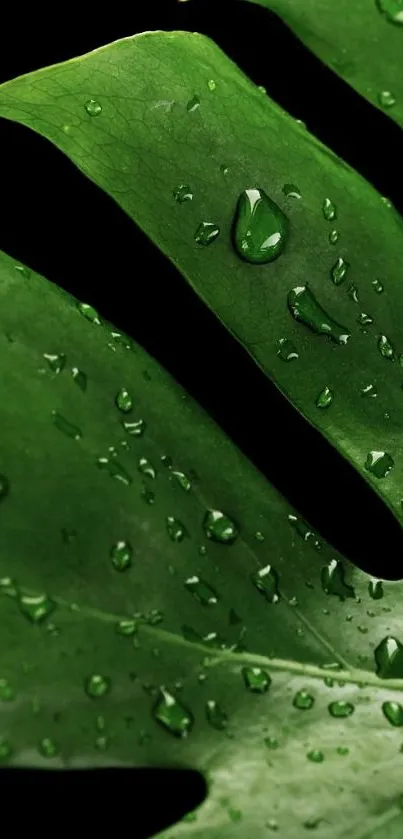 Close-up of a green leaf with water droplets on a black background.