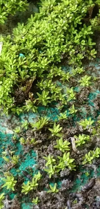 Lush green plant with earthy texture background.