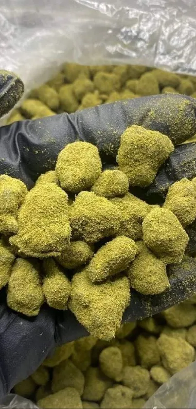 Hand in glove holding a textured kief pile.