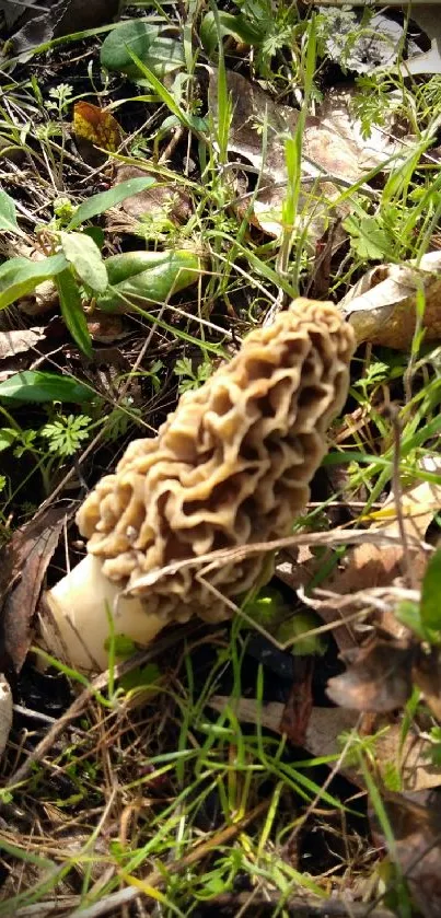 Morel mushroom amidst forest greenery and foliage.