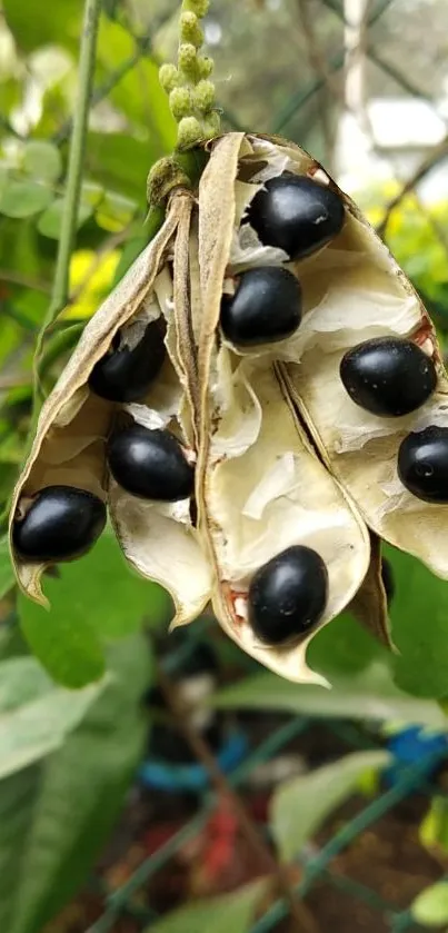 Close-up of a seed pod with black seeds and green leaves.