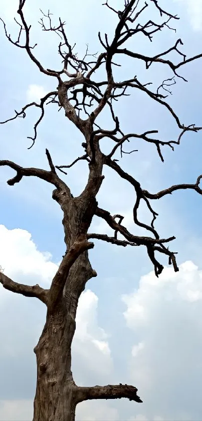 Silhouetted tree against a cloudy blue sky