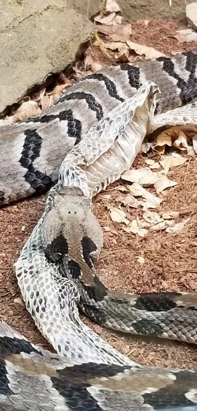 Closeup of snake shedding skin on earthy background.