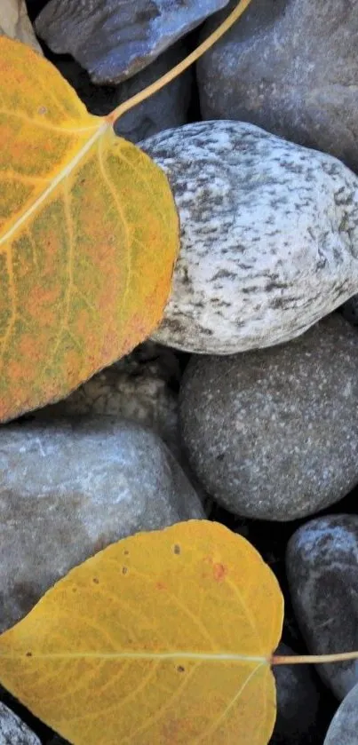 Yellow leaves on gray stones mobile wallpaper.