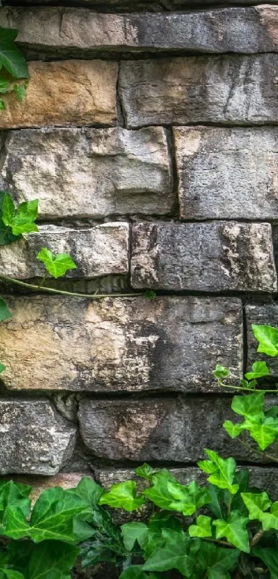 Serene wallpaper with green ivy on a rustic stone wall.
