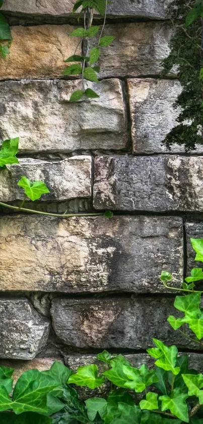 Mobile wallpaper of a stone wall with green ivy vines.