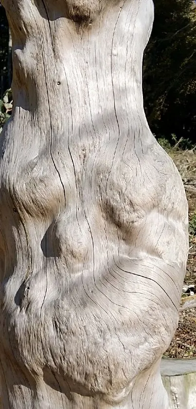 Weathered tree trunk with rustic texture in nature.