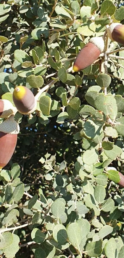 Acorns with lush green leaves on branches, creating a serene natural wallpaper.