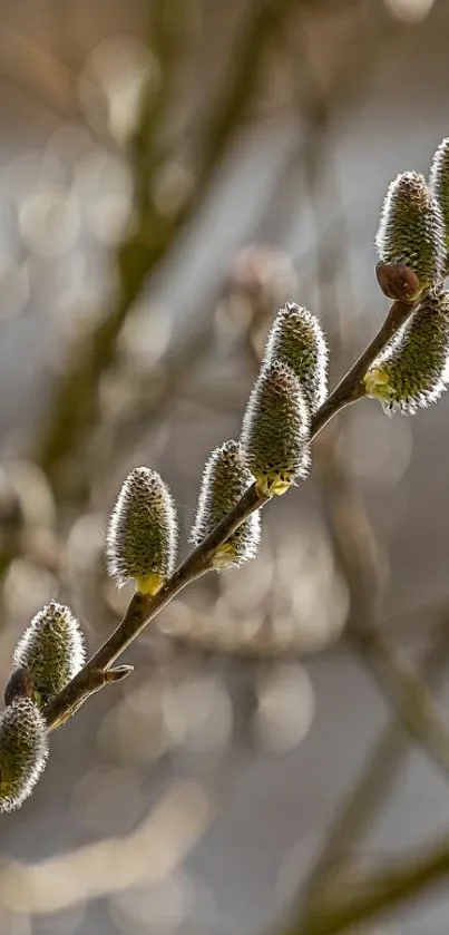 Close-up of budding branches with soft-focus background.