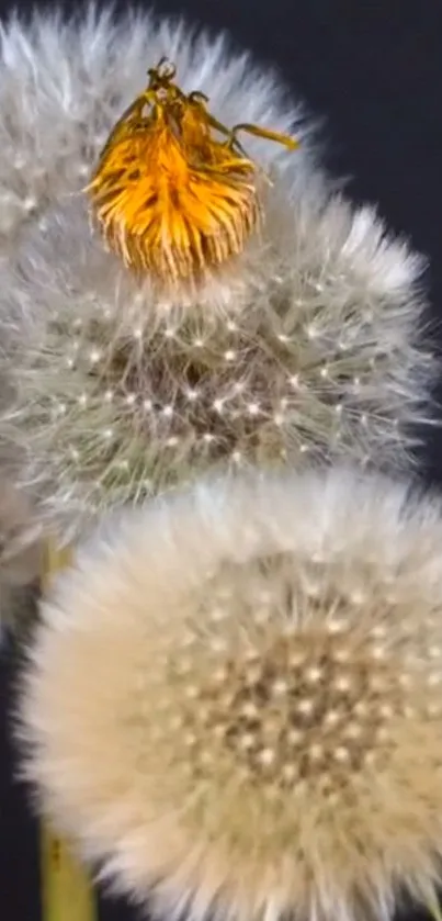 Close-up of dandelions against a dark background in calming tones.