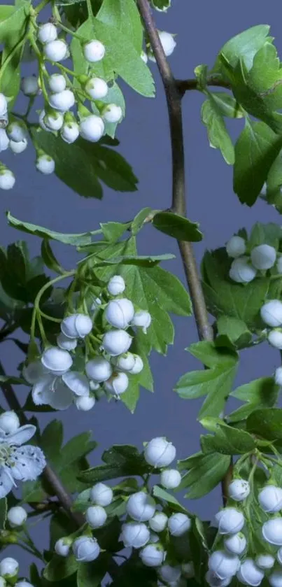 White blossoms with green leaves on a blue background for mobile wallpaper.