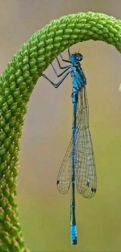 Dragonfly perched gracefully on green stem, capturing nature's delicate beauty.