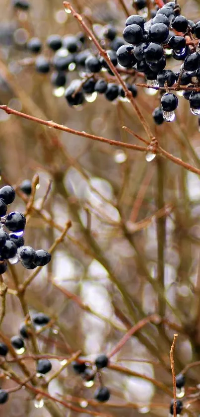 Glossy black berries on branches in nature.