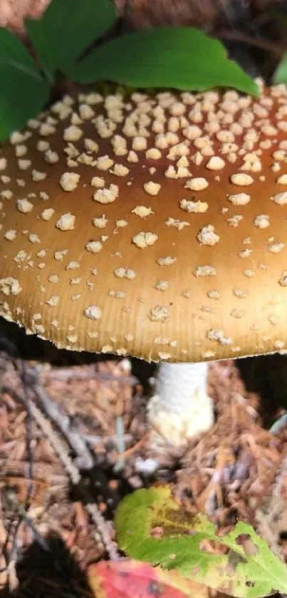 Close-up of a brown forest mushroom with a speckled cap amidst green leaves.