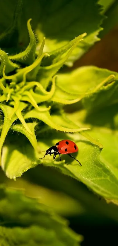 A close-up view of a ladybug on a green leaf.