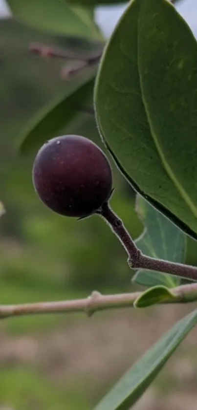 Dark purple berry with green leaves in nature.