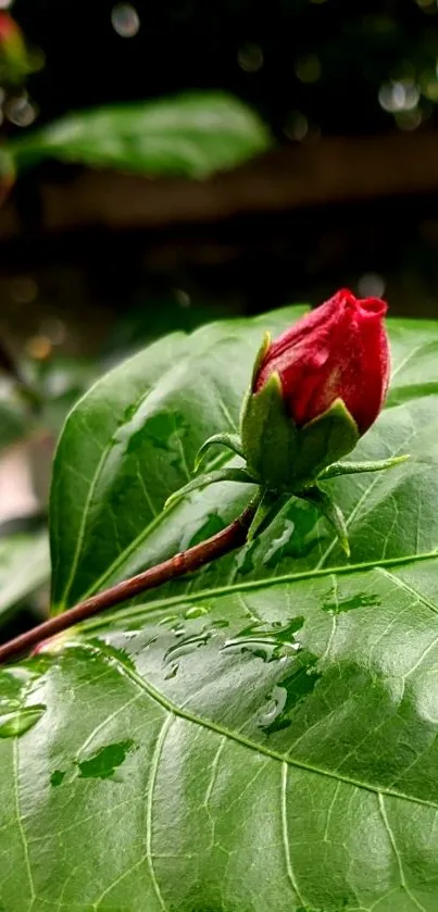 Close-up of a red hibiscus bud on vibrant green leaves.