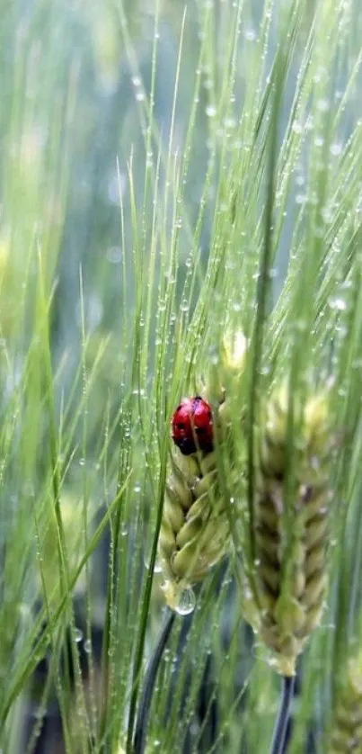 Ladybug sits on a stalk of dewy green grass.