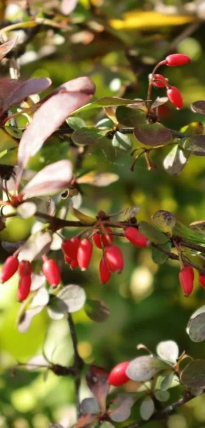 Close-up of red berries amid green leaves, set against a natural background.