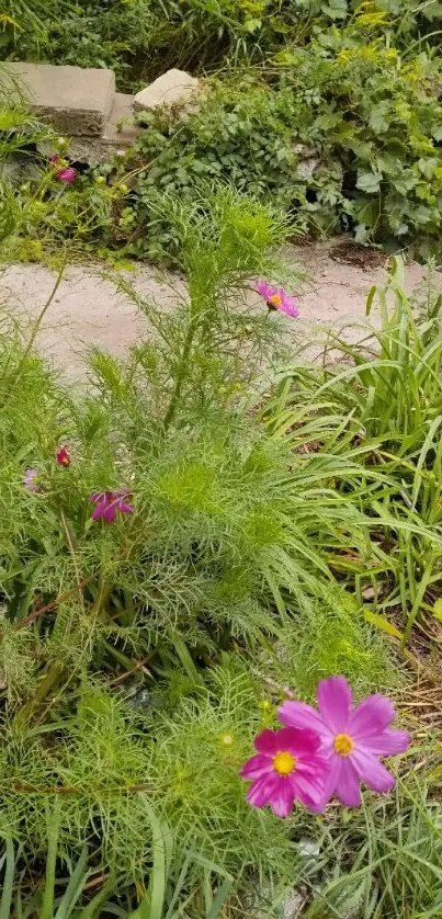 Pink flowers in lush green garden path wallpaper.