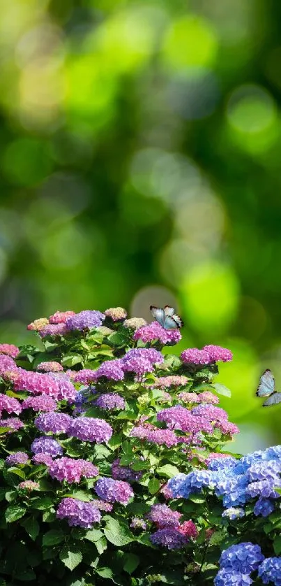 Vibrant wallpaper of hydrangeas and butterflies with a lush green background.