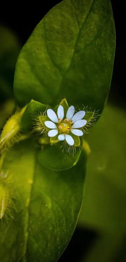 Close-up of vibrant green leaves with a small white flower.