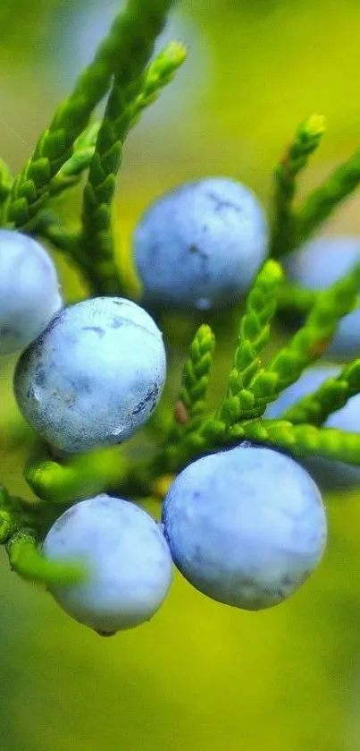 Colorful nature wallpaper with blue berries and green leaves.