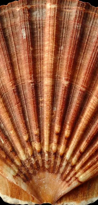 Brown seashell on white background - mobile wallpaper.