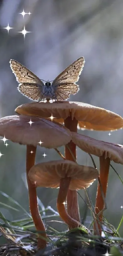 Butterfly perched on brown mushrooms in a serene forest setting.