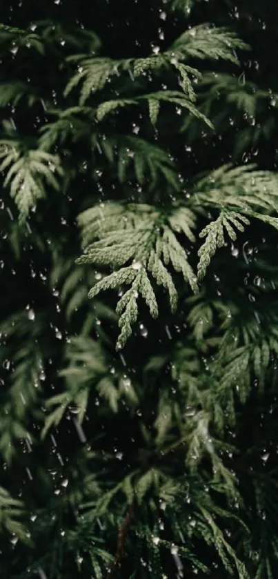 Close-up of leaves with raindrops, showcasing natural tranquility.