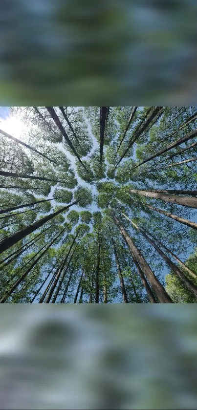 Forest canopy view looking upwards at tall trees against blue sky.