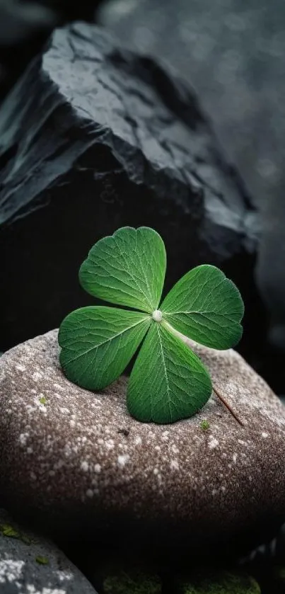 Green clover on stone with dark background.