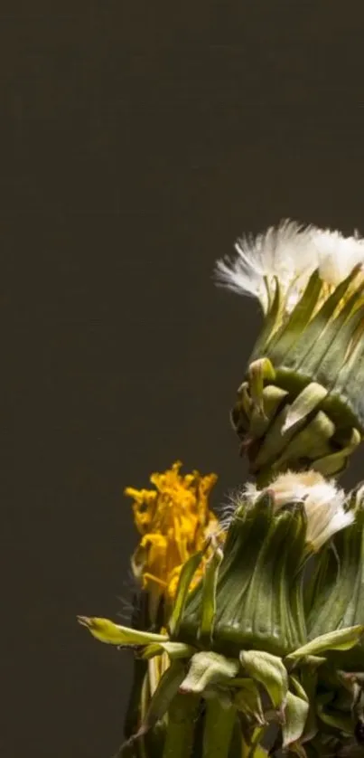 Close-up of dandelion flowers with a dark background.