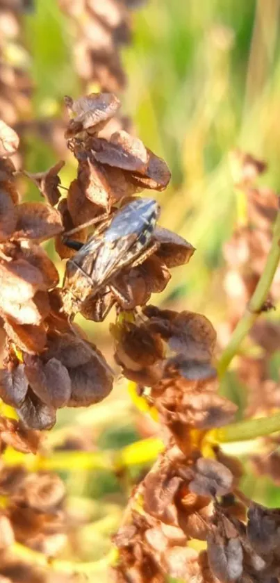 Close-up of a bug on brown dried plant stems.