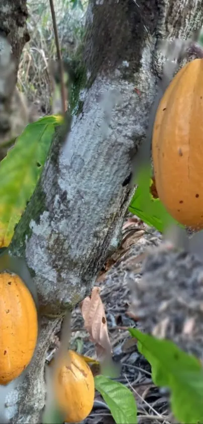 Cocoa pods hanging on a tree with leafy green background.