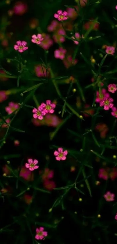 Vibrant pink flowers set against lush dark green foliage.