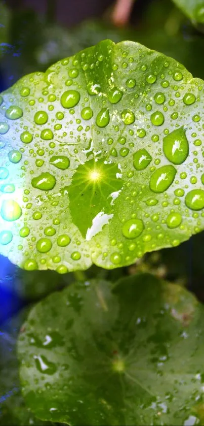 Vibrant green leaves with dewdrops, perfect for nature-themed mobile wallpapers.