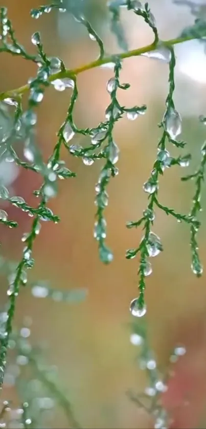 Dewdrops delicately resting on green branches in nature.