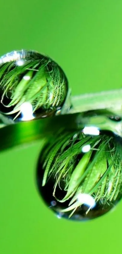 Close-up of dewdrops reflecting nature on a green background.