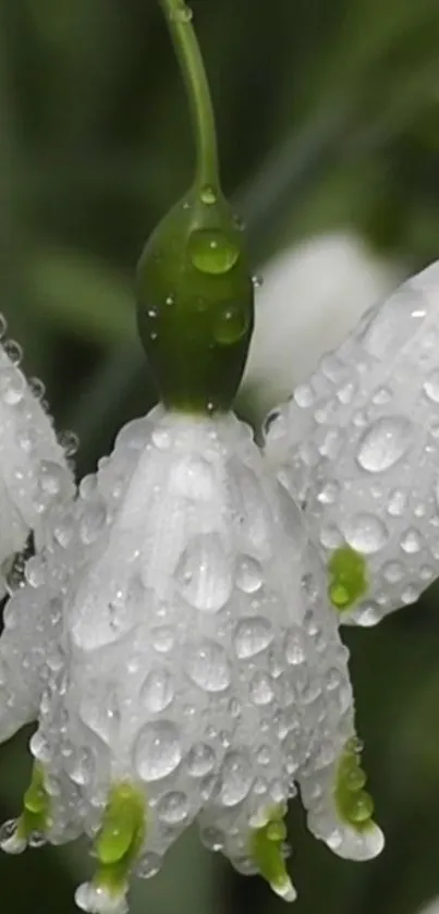 Closeup of dewy white flowers with green foliage.