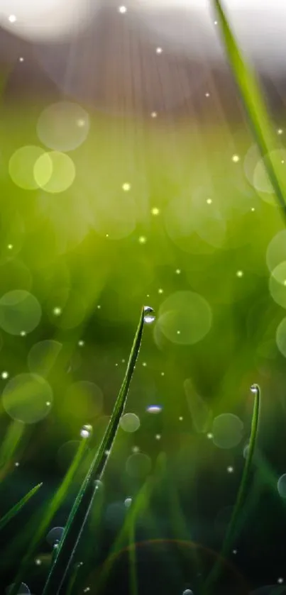 Close-up of dewy grass with sunlight bokeh, creating a fresh and vibrant scene.